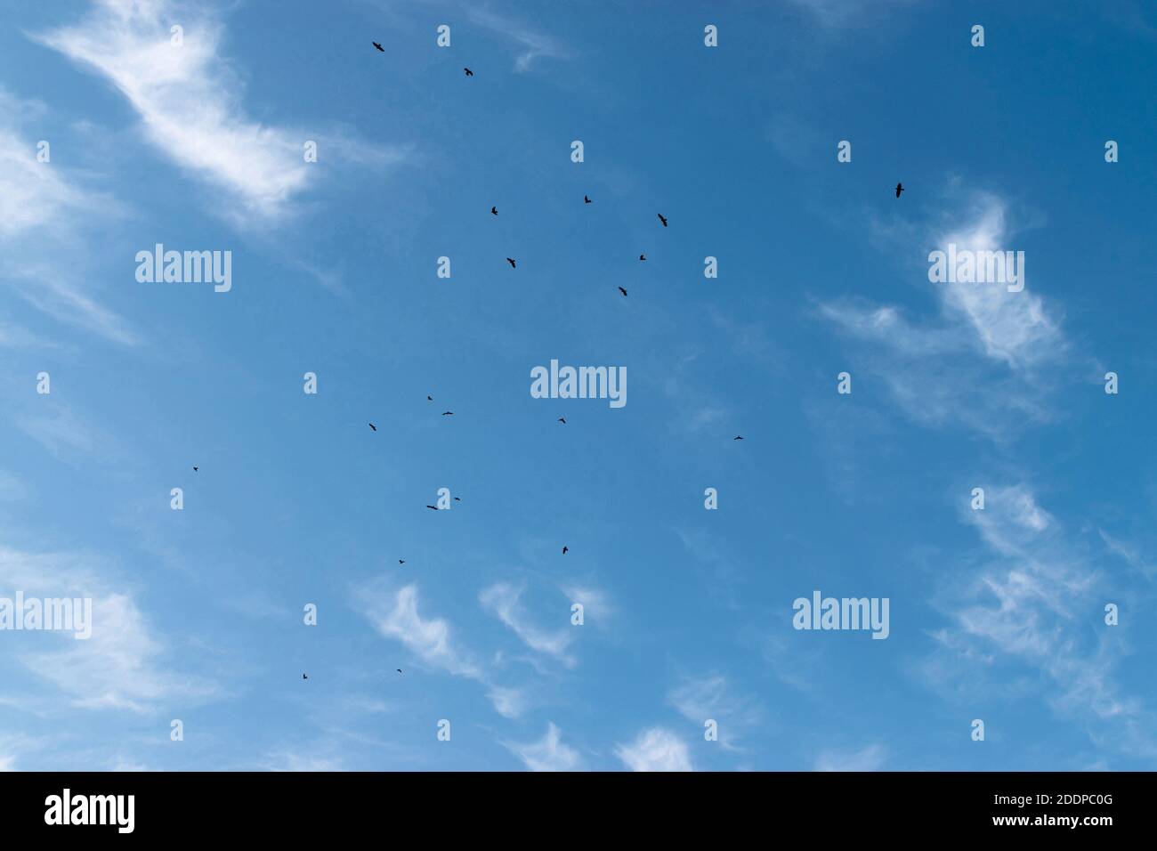 Schwarm schwarzer Vögel fliegt am blauen Himmel entgegen Ein Hintergrund von weißen Wolken Stockfoto