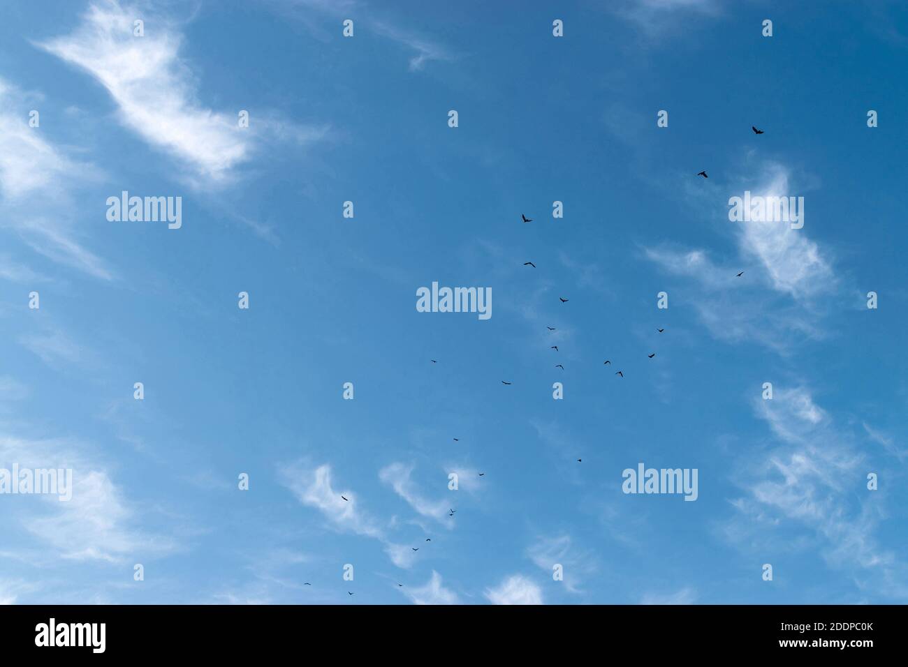 Blauer Himmel mit weißen Federwolken und schwarzen Vögeln Stockfoto