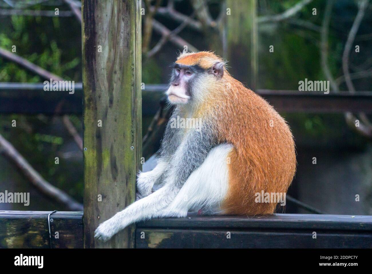 Ein gewöhnlicher Patas-Affe oder Husarengeld im Taipei Zoo in Taiwan Stockfoto