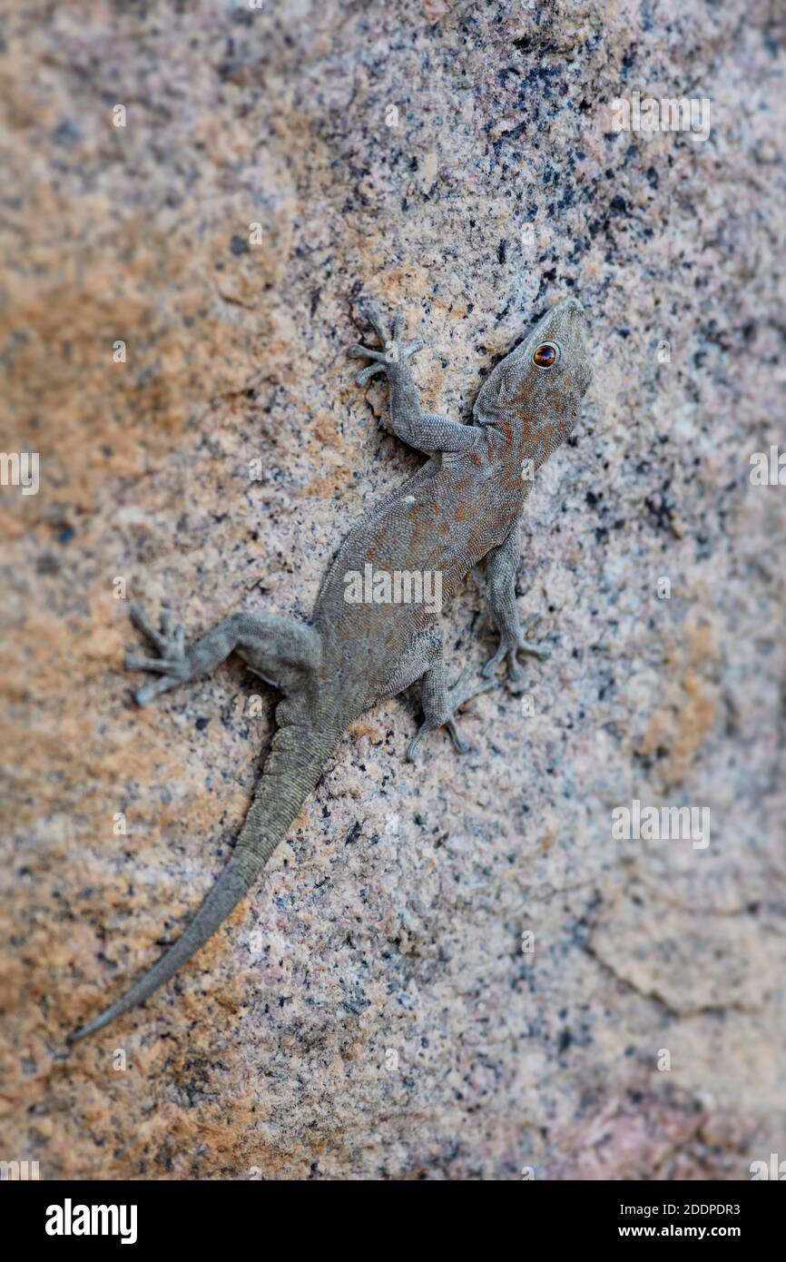 Boulton's Namib Day Gecko - Rhoptropus boultoni, schöner großer Gecko aus den Südwestafrikanischen Bergen, Namibia. Stockfoto