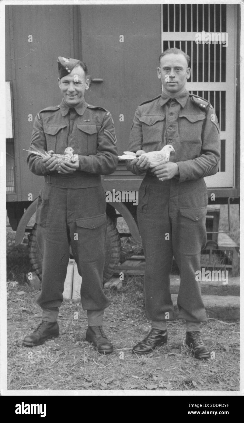 Carrier Pigeons und ihre Besitzer der britischen Armee kehrten Ende des 2. Weltkrieges 1945 vom aktiven Dienst zurück. 2 Soldaten vor einem mobilen Taubenloft. Stockfoto