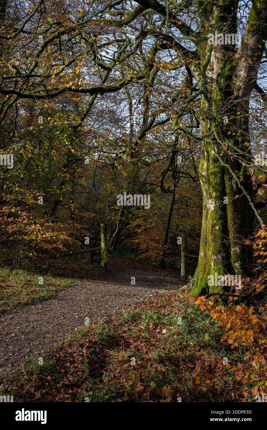 Herbstlichen Wald Szene Stockfoto