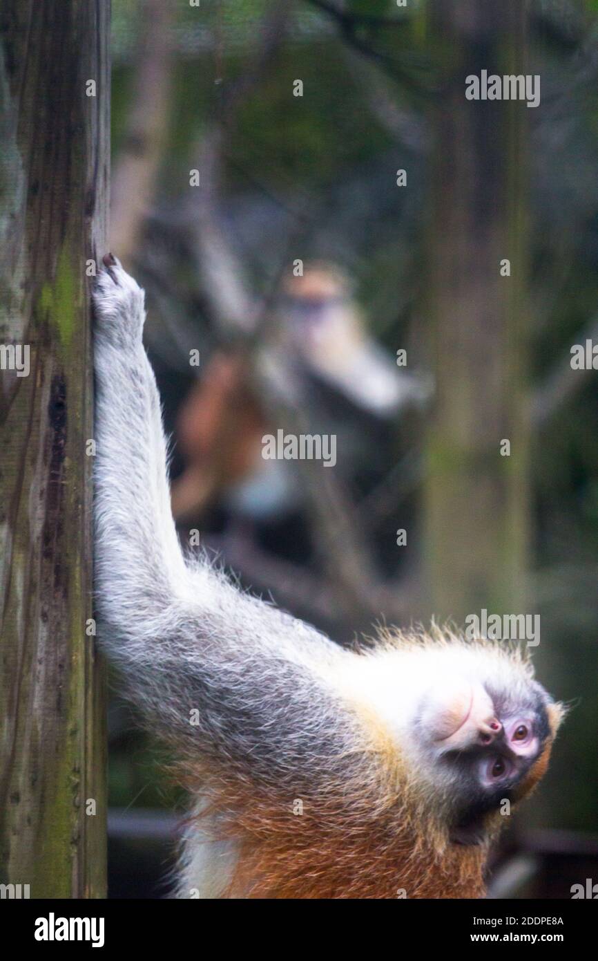 Ein gewöhnlicher Patas-Affe oder Husarengeld im Taipei Zoo in Taiwan Stockfoto