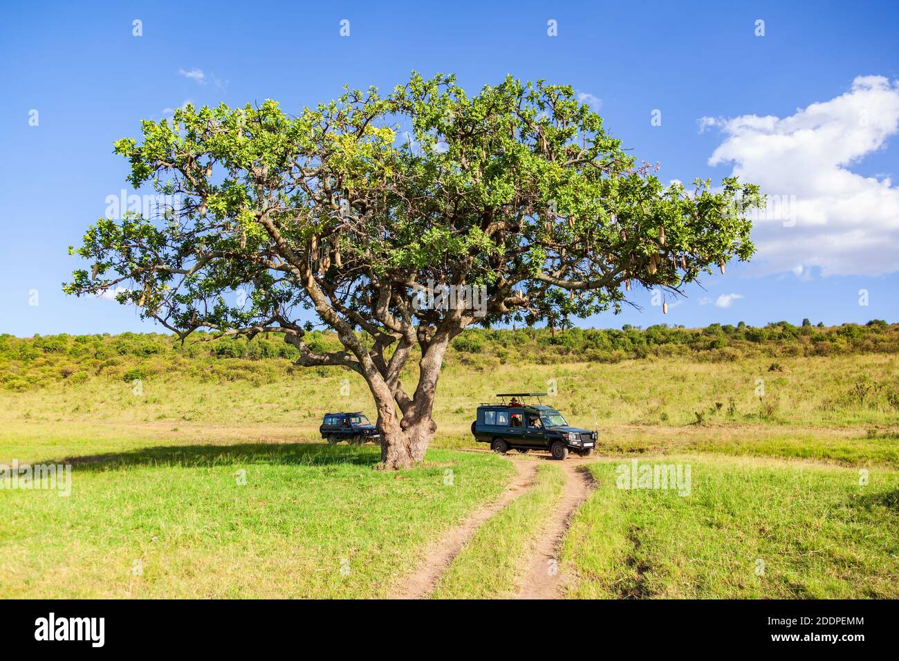 Safaris unter einem Wurstbaum auf der Savanne in Afrika Stockfoto