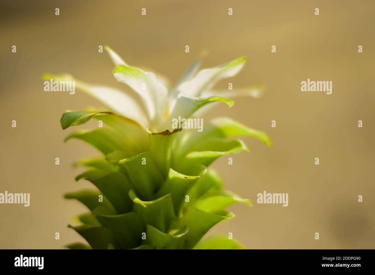 Foto von Domestica Hidden-Lily Ingwer Plant (Curcuma sp) Stockfoto