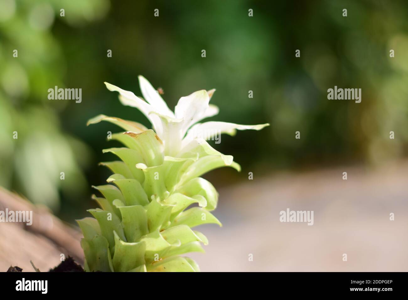 Foto von Domestica Hidden-Lily Ingwer Plant (Curcuma sp) Stockfoto