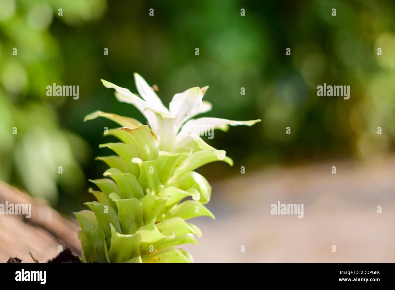 Foto von Domestica Hidden-Lily Ingwer Plant (Curcuma sp) Stockfoto