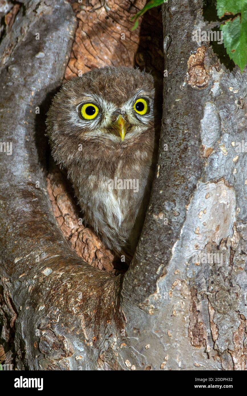 Kleine Eule (Athene noctua), Blick aus einem Baumloch, Portrait, Deutschland, Baden-Württemberg Stockfoto