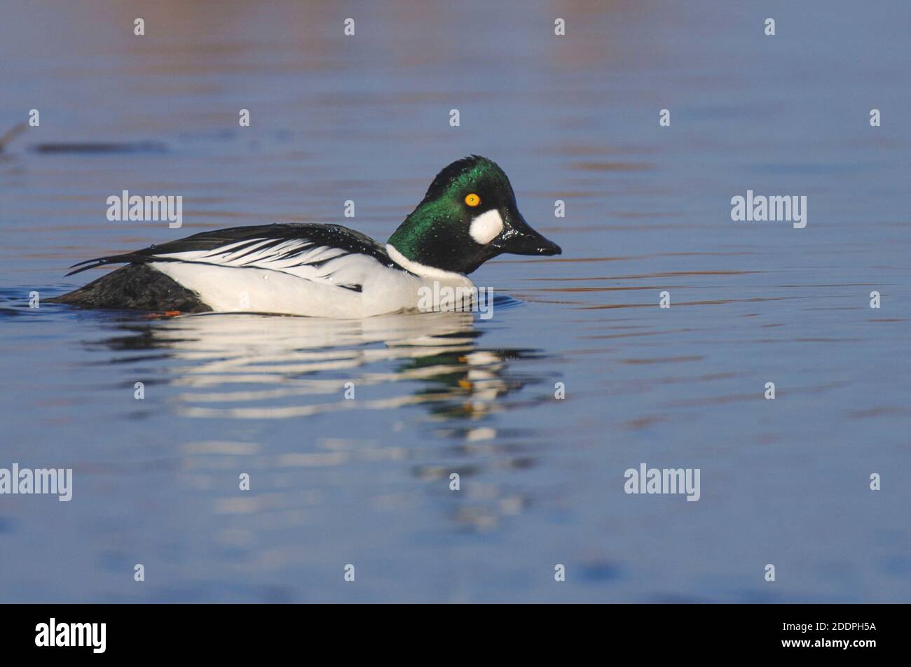 Goldeneye, Goldeneye-Entenling (Bucephala clangula), schwimmt auf einem See, Schweden Stockfoto