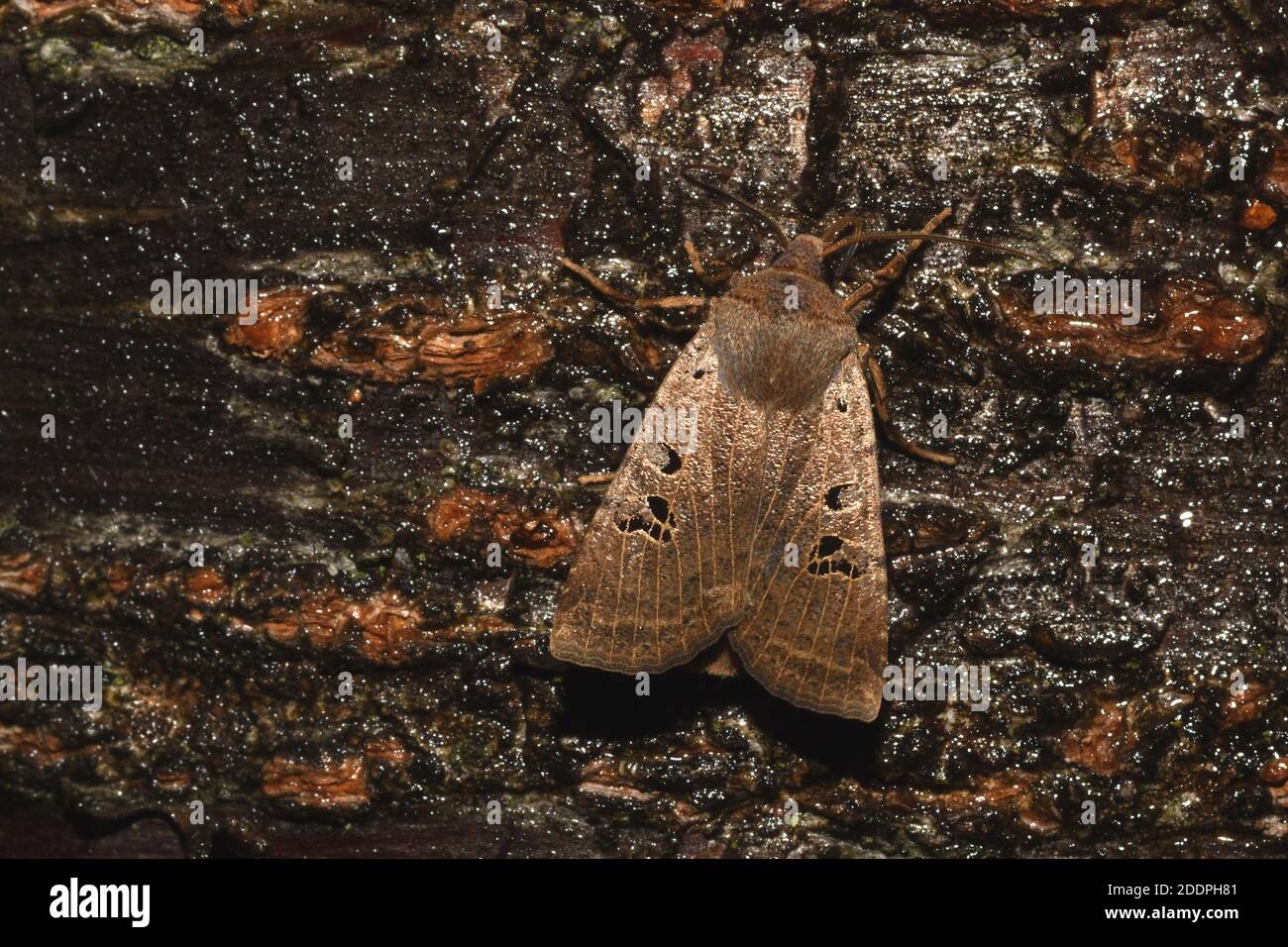 Schwarzfleck-Kastanie (Conistra rubiginosa), sitzend an einem Köder an Rinde, Rückenansicht, Deutschland, Nordrhein-Westfalen Stockfoto