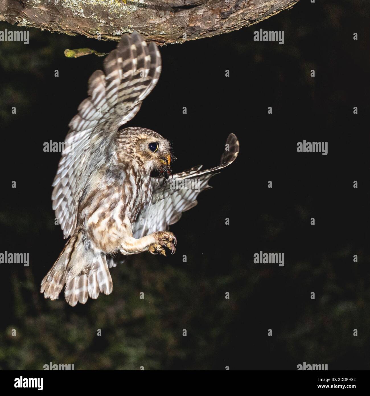 Kleine Eule (Athene noctua), im Flug bei Nacht, Deutschland, Baden-Württemberg Stockfoto