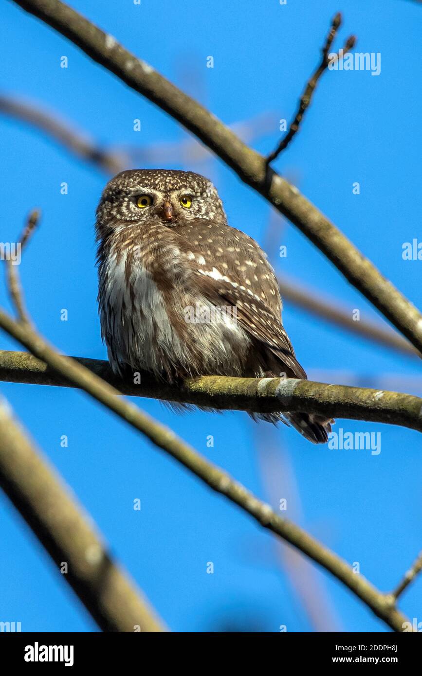 Eurasische Zwergkauz (Glaucidium passerinum), auf einem Zweig gelegen, Deutschland, Baden-Württemberg Stockfoto