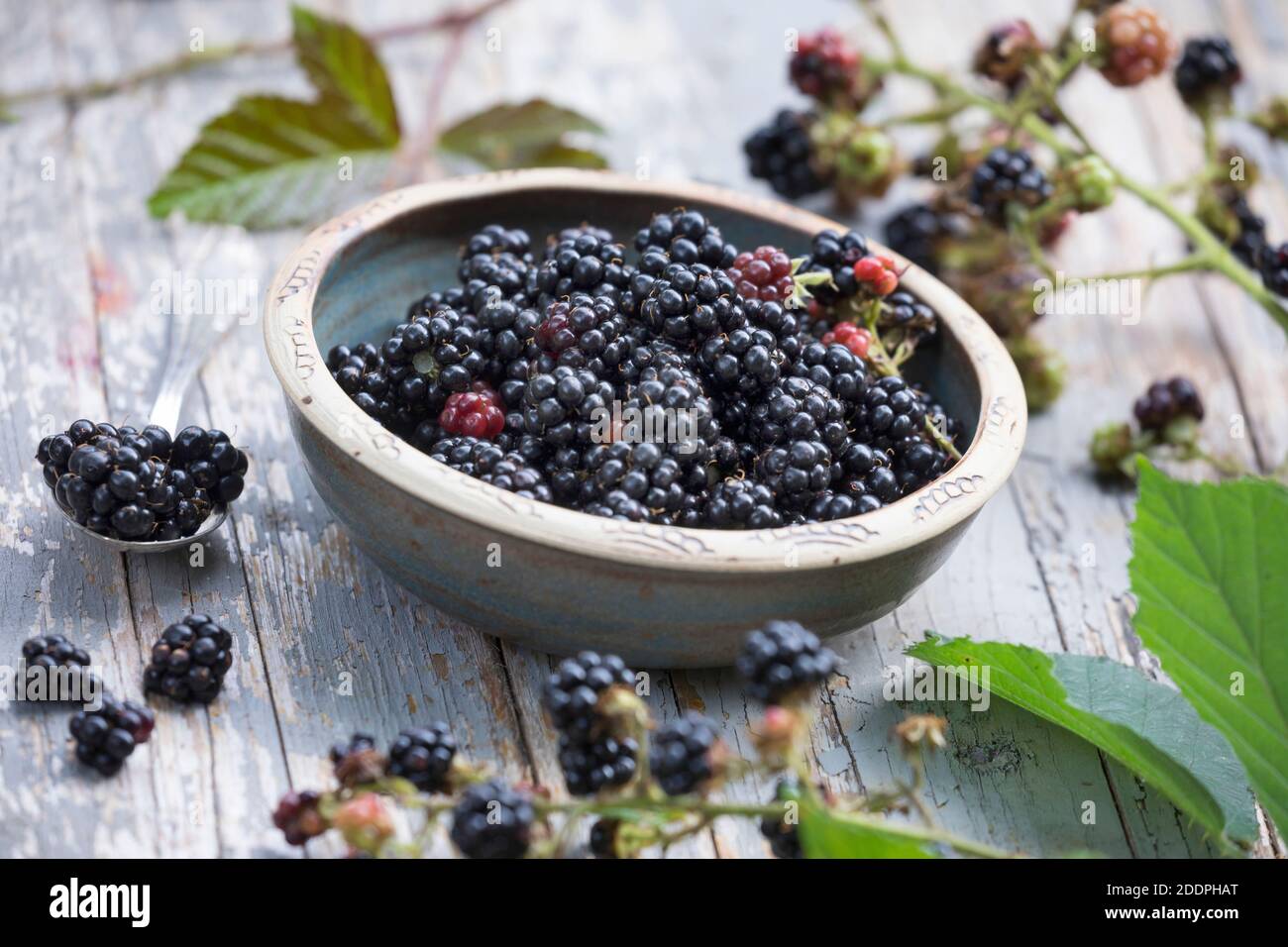 Straubbige Brombeere (Rubus fruticosus), Brombeeren gesammelt, Deutschland Stockfoto