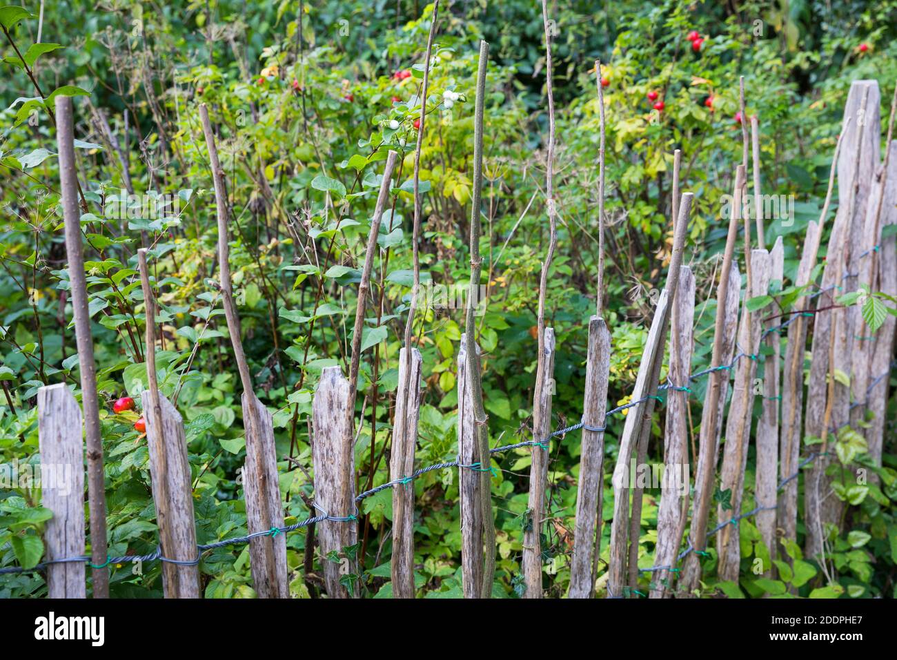Bruthilfe für Wildbienen aus stacheligen Stängeln am Zaun, Deutschland Stockfoto