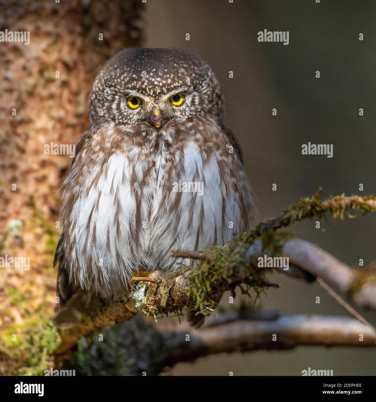 Eurasische Zwergkauz (Glaucidium passerinum), auf einem Zweig gelegen, Deutschland, Baden-Württemberg Stockfoto