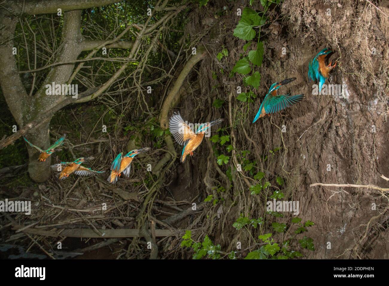 Flusseisvogel (Alcedo atthis), Männchen im Flug mit Fischen im Schnabel, Bewegungsablauf, Deutschland, Baden-Württemberg Stockfoto