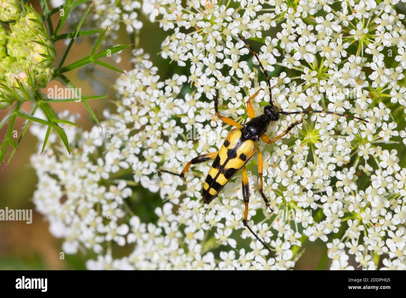 Getupftes Longhorn, gelb-schwarzer Longhorn-Käfer (Strangalia maculata, Stenurella maculata, Leptura maculata, Rutpela maculata), am Blütenstand Stockfoto