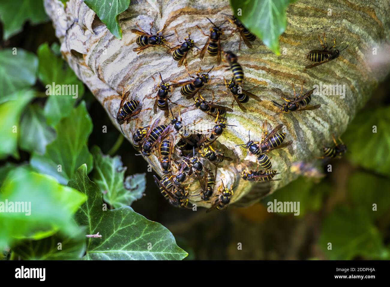 Medianwespe (Dolichovepula media), mehrere Wespen am Nest, Deutschland, Baden-Württemberg Stockfoto