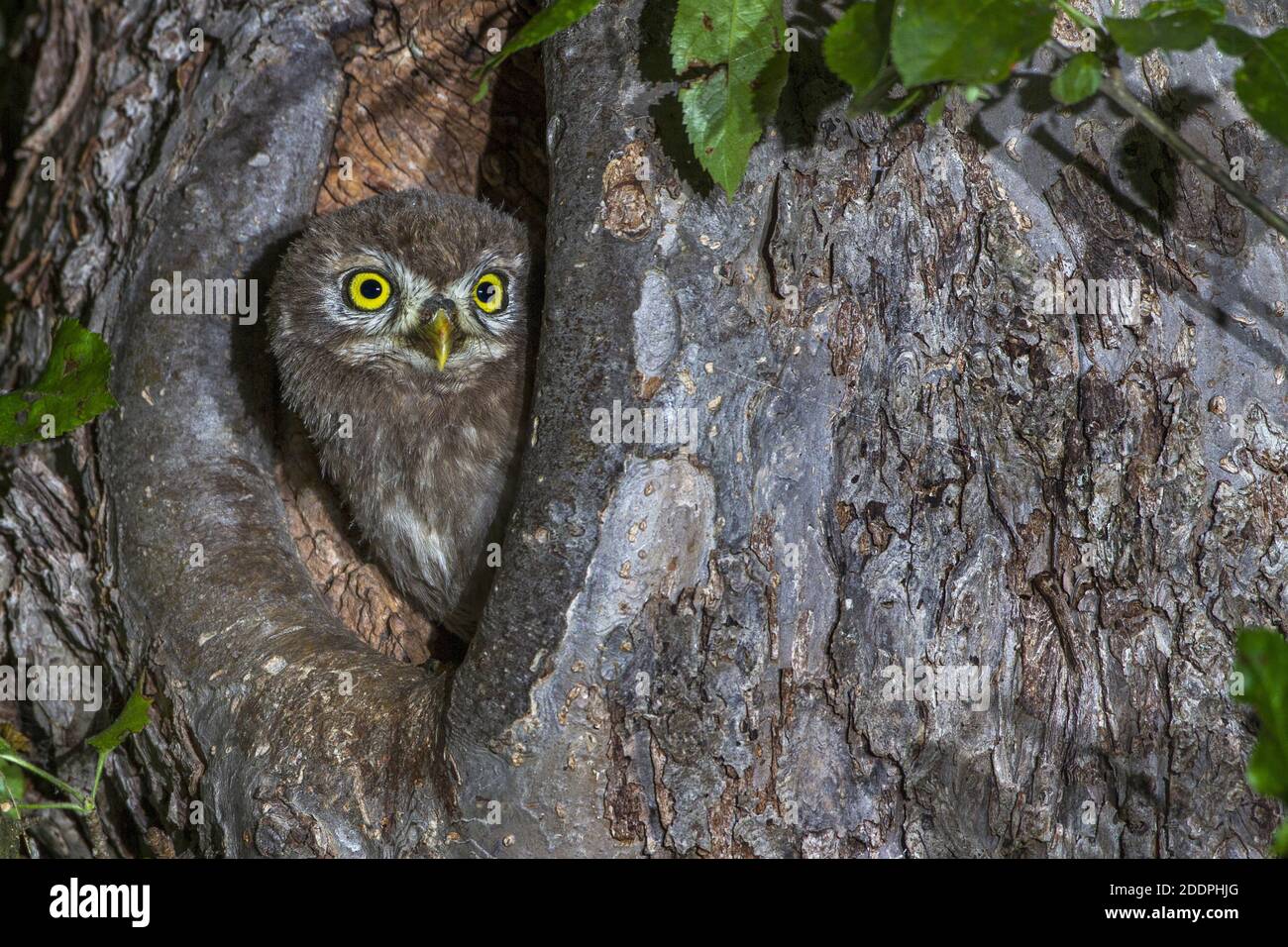 Kleine Eule (Athene noctua), vollwertiger Jungvogel, Deutschland, Baden-Württemberg Stockfoto