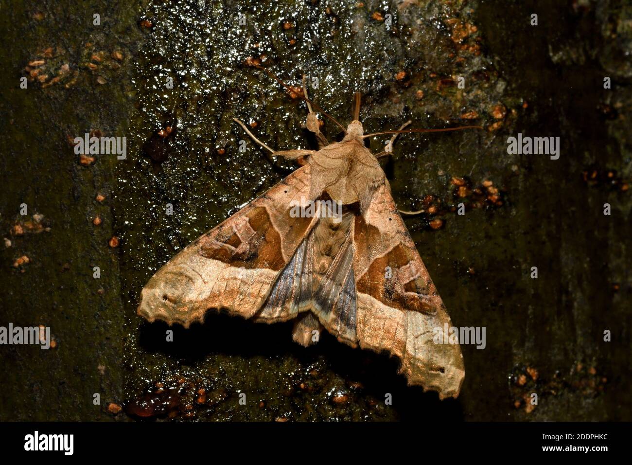 Winkelschattierungen (Phlogophora meticulosa, Trigonophora meticulosa, Brotolamia meticulosa), sitzend bei einem Köder bei Rinde, dorsale Ansicht, Deutschland, Norden Stockfoto