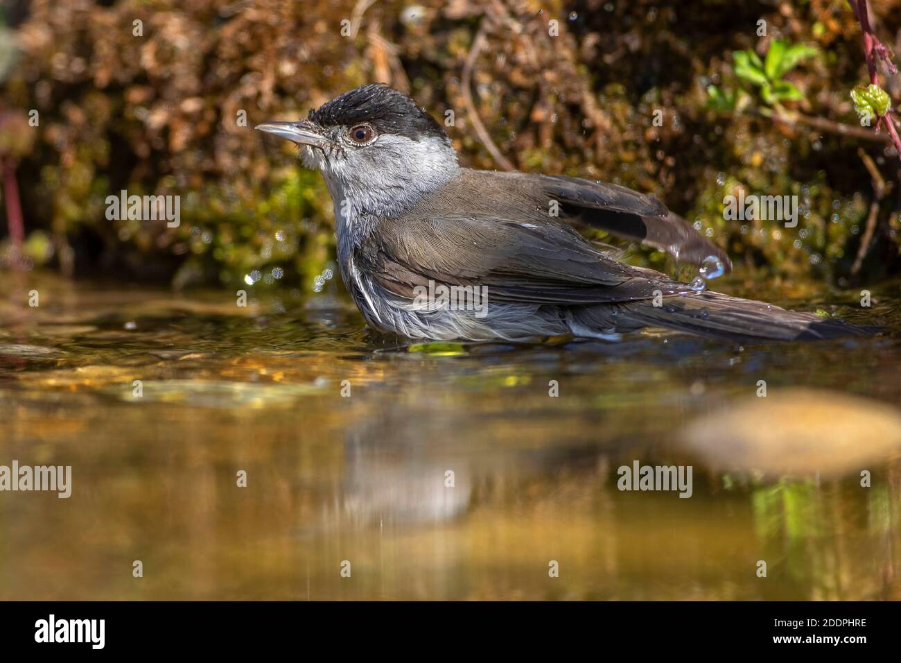 Blackcap (Sylvia atricapilla), Männchen an einem Wasserplatz, Deutschland, Baden-Württemberg Stockfoto