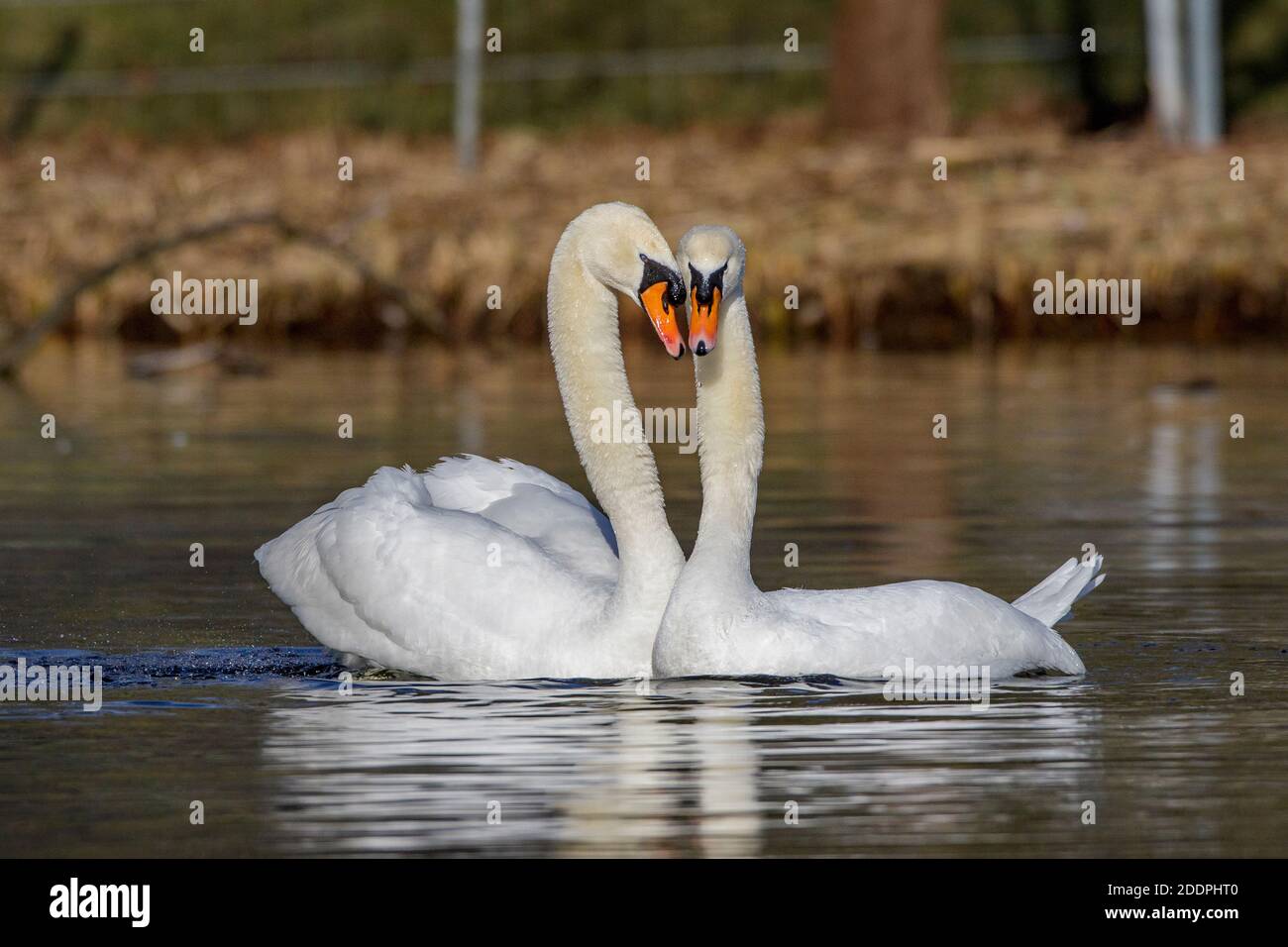 Stute Schwan (Cygnus olor), Stute Schwäne, Paarungsanzeige, Deutschland, Baden-Württemberg Stockfoto