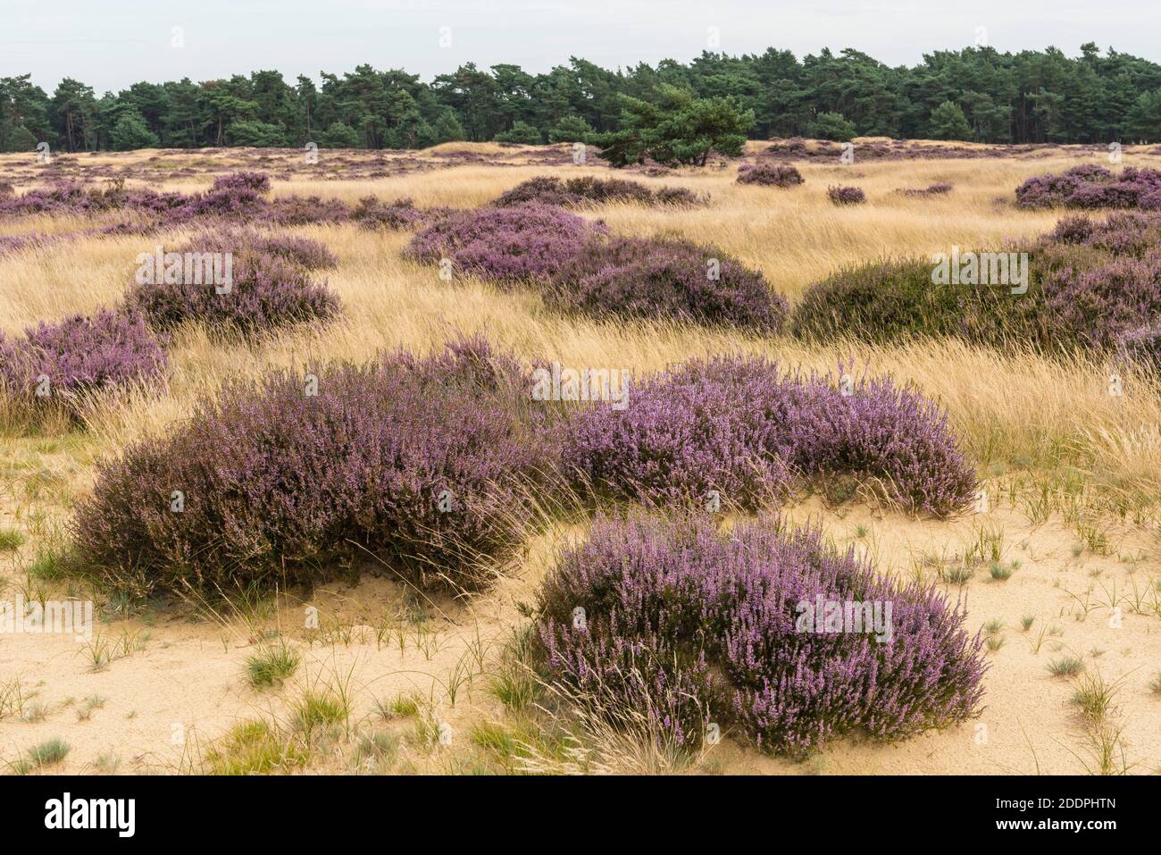 Heidekraut, Ling, Heidekraut (Calluna vulgaris), blühende Heide auf einer Düne, Niederlande, Gelderland, Hoge Veluwe Nationalpark Stockfoto