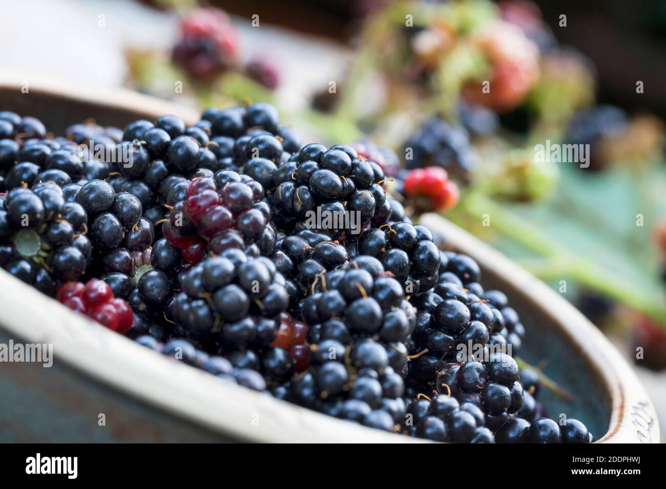 Straubbige Brombeere (Rubus fruticosus), Brombeeren gesammelt, Deutschland Stockfoto