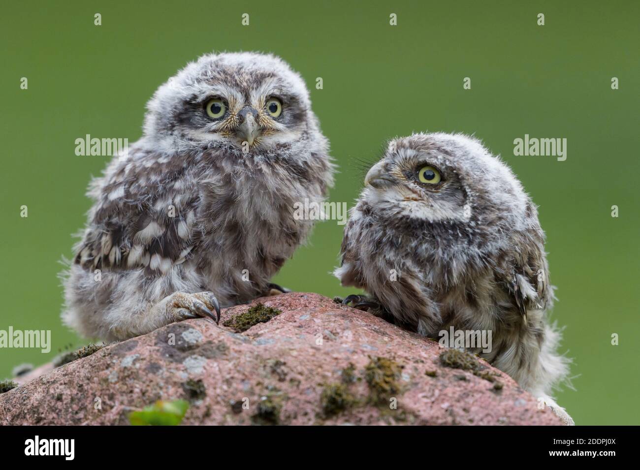 Kleine Eule (Athene noctua), zwei junge Eulen, die auf einem Stein zusammenstehen, Deutschland, Niedersachsen Stockfoto