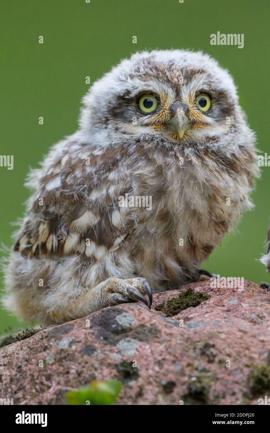 Kleine Eule (Athene noctua), Jugendlicher sitzt auf einem Stein, Deutschland, Niedersachsen Stockfoto