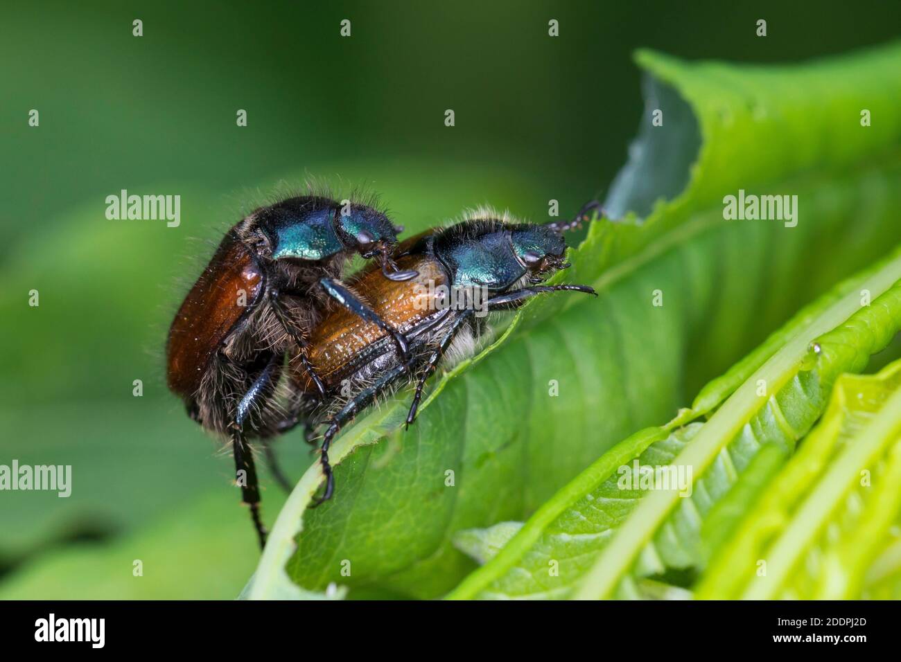 Gartenschäfer, Gartenlaubenkäfer (Phyllopertha horticola, Phylloperta horticola), Paarung auf einem Blatt, Seitenansicht, Deutschland Stockfoto
