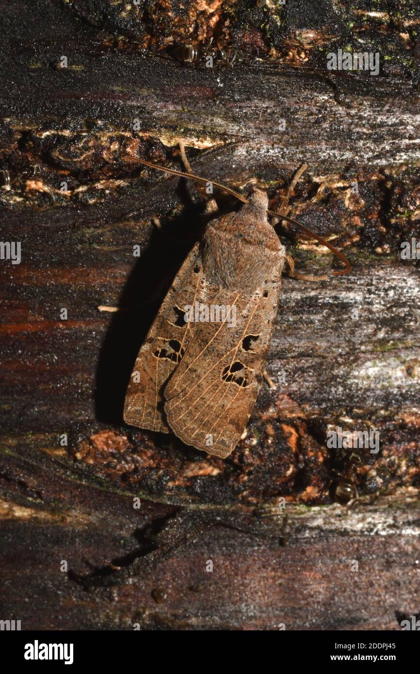 Schwarzfleck-Kastanie (Conistra rubiginosa), sitzend an einem Köder an Rinde, Rückenansicht, Deutschland, Nordrhein-Westfalen Stockfoto