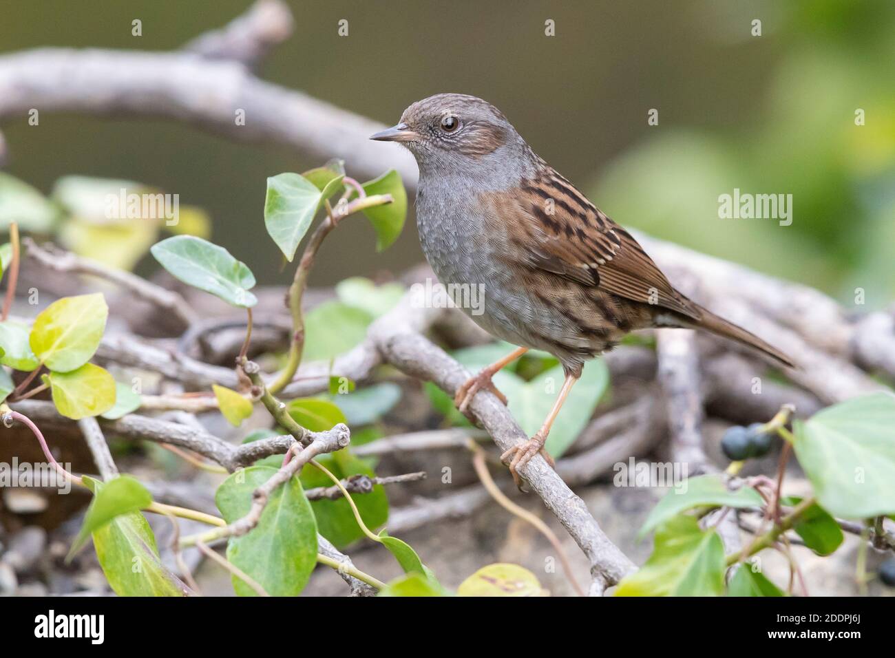 Dunnock, Heckenakzentuierung, Heckensperling, Heckenschwalbe (Prunella modularis), auf einem Ast, Seitenansicht, Italien, Kampanien Stockfoto