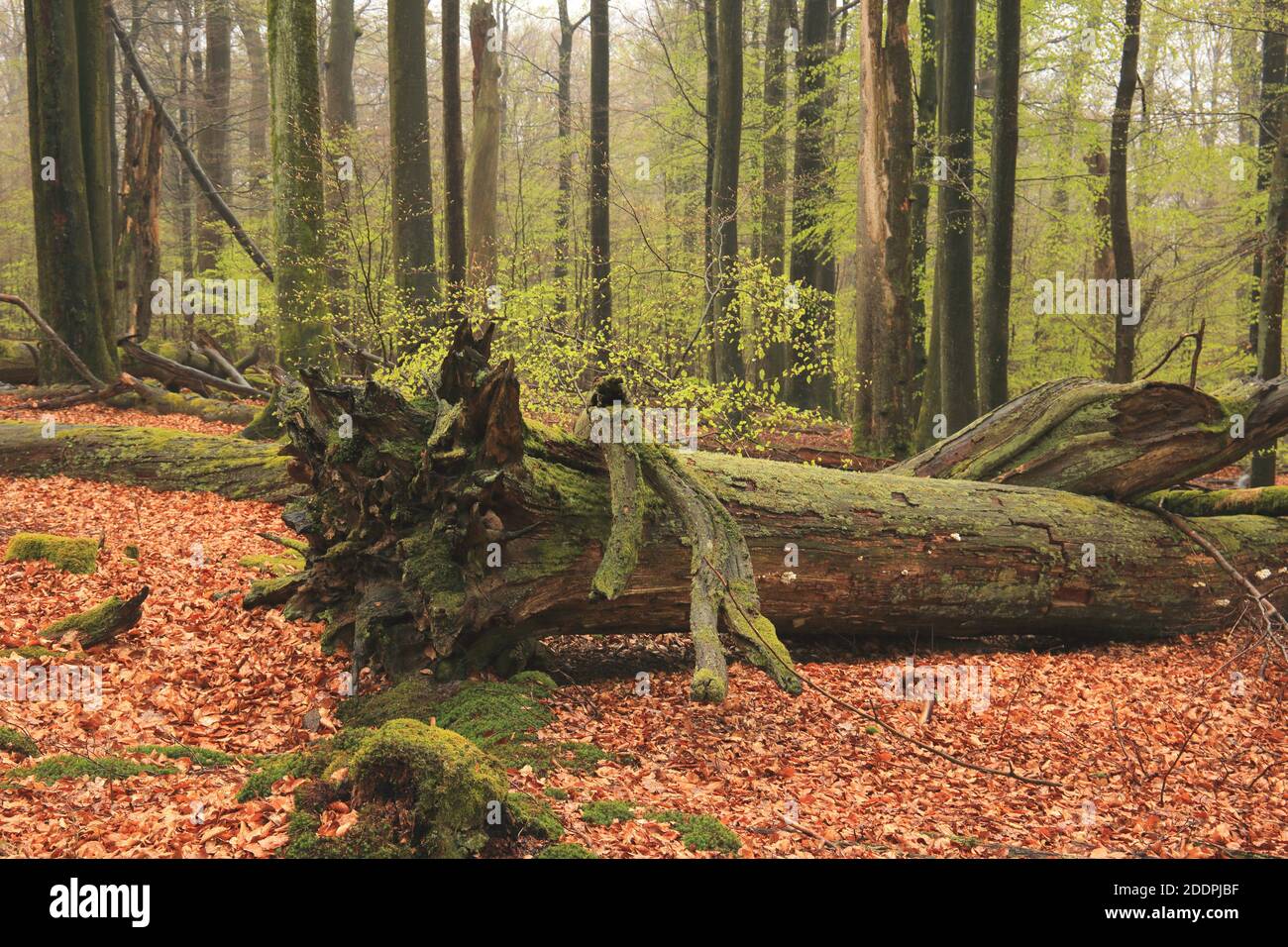 Rotbuche (Fagus sylvatica), toter Baum im Buchenwald, Deutschland, Spessart, NSG Rohrbach, Rohrbrunn Stockfoto