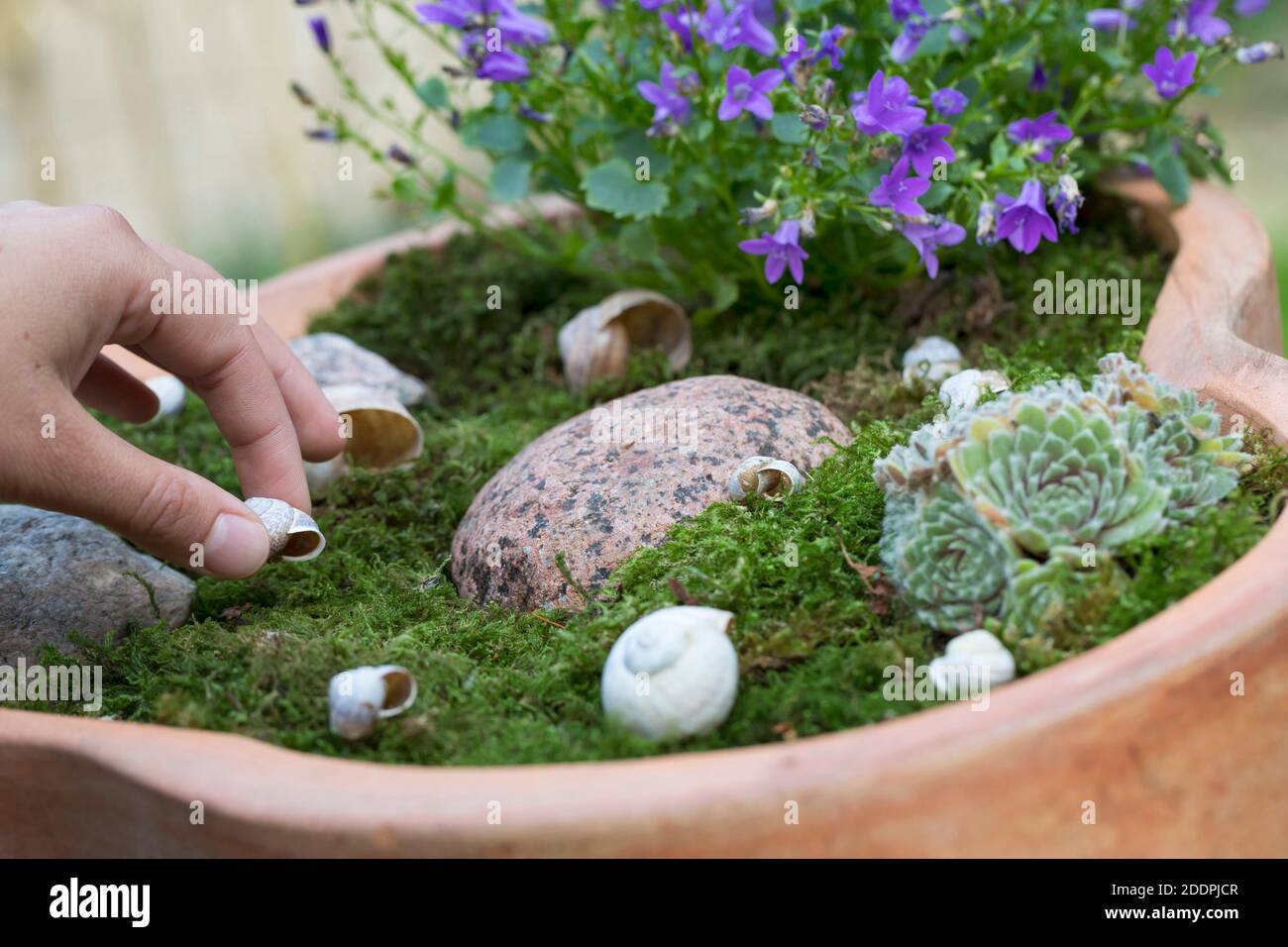 Herstellung eines Insektenhotels mit leeren Schneckenmuscheln, mit Blumen geschmückt, Deutschland Stockfoto