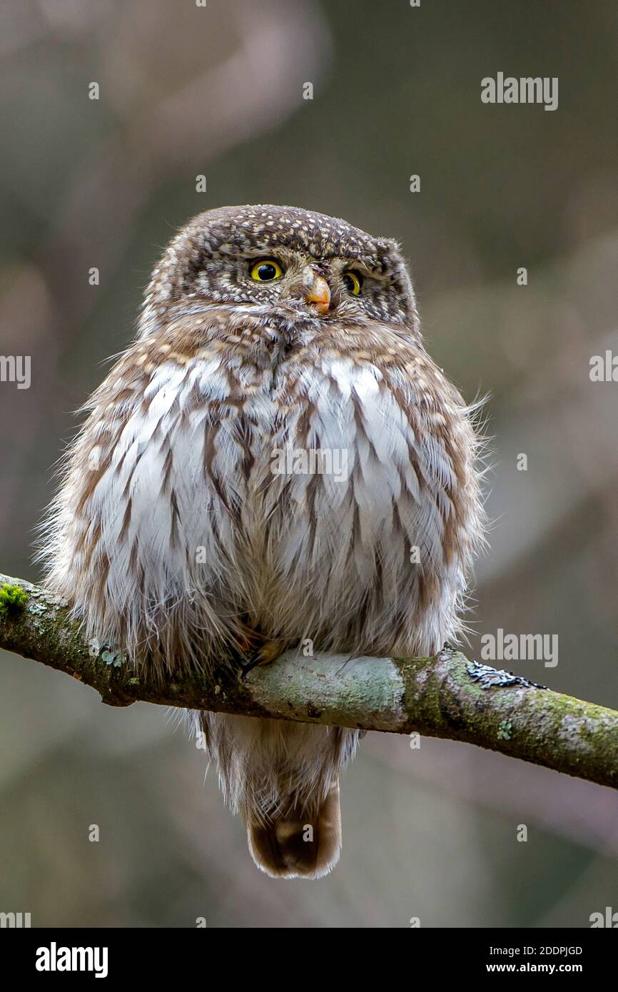Eurasische Zwergkauz (Glaucidium passerinum), auf einem Zweig gelegen, Deutschland, Baden-Württemberg Stockfoto