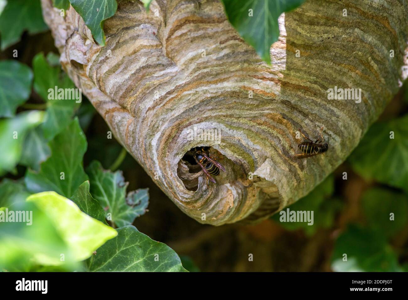 Medianwespe (Dolichovepula media), zwei Wespen am Nest, Deutschland, Baden-Württemberg Stockfoto