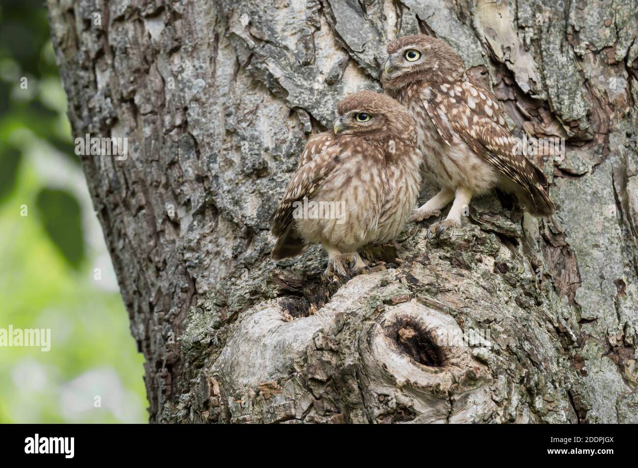 Kleine Eule (Athene noctua), zwei Eulen, die an einem Baumstamm zusammenhalten, Deutschland, Niedersachsen Stockfoto