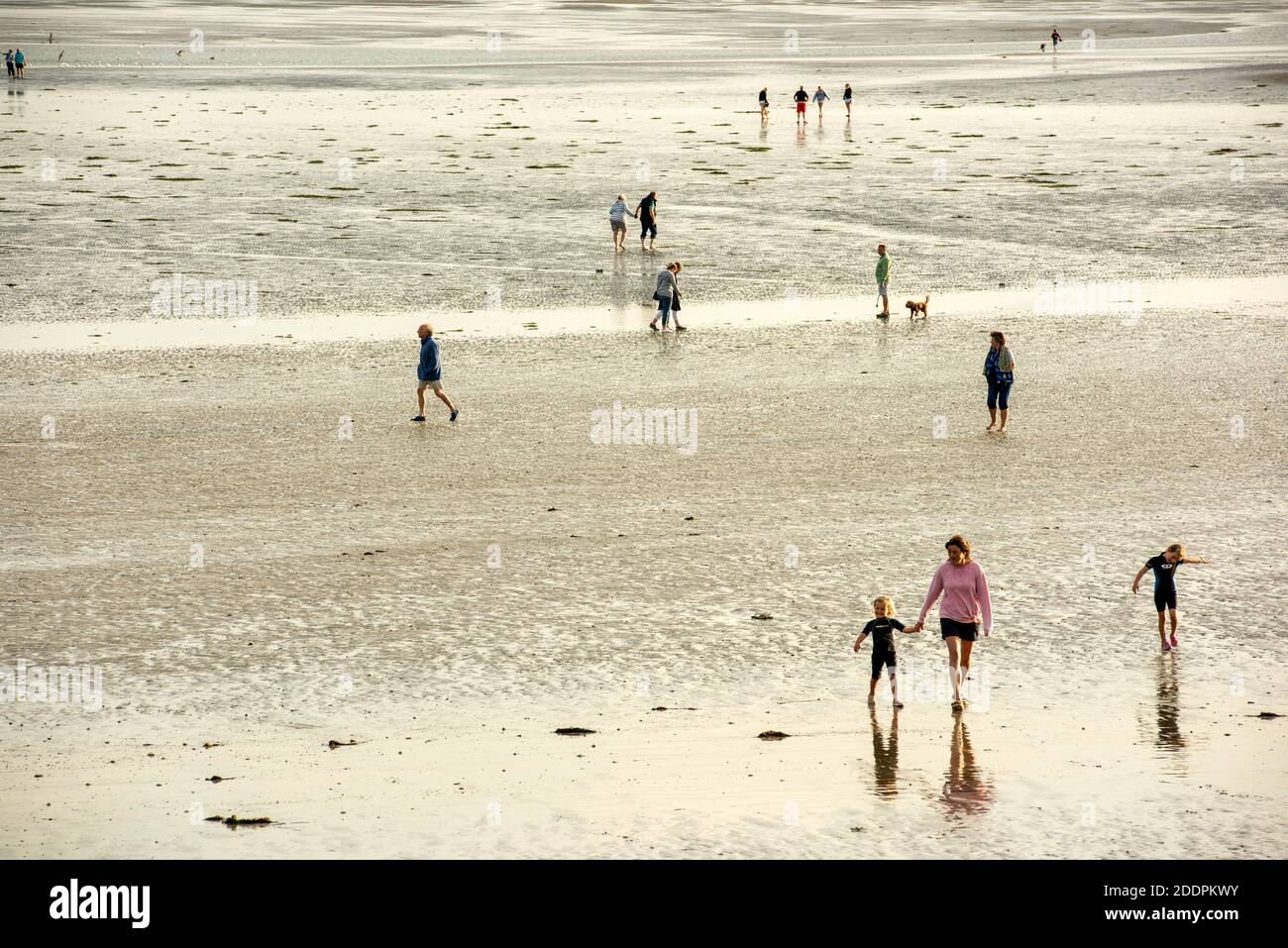 Hundespaziergänger genießen einen angenehmen Nachmittag am Climping Beach in der Nähe von Littlehampton, West Sussex bei Ebbe mit Labradors, die gerne abseits der Leine sind Stockfoto