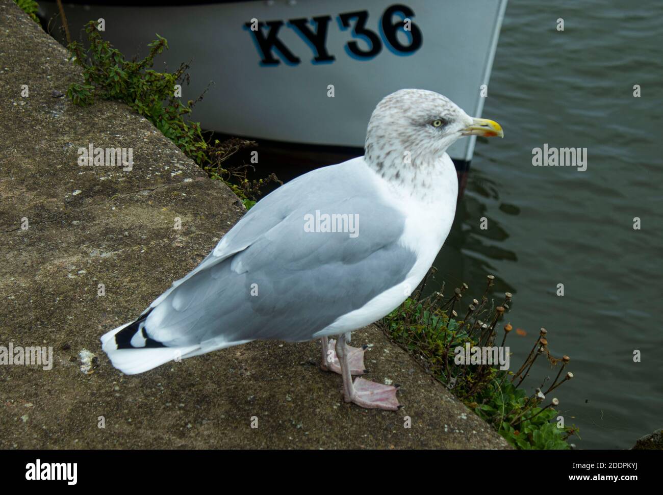 Erwachsene Heringsmöwe im Wintergefieder. St Andrews Harbour, Fife, Schottland. Stockfoto