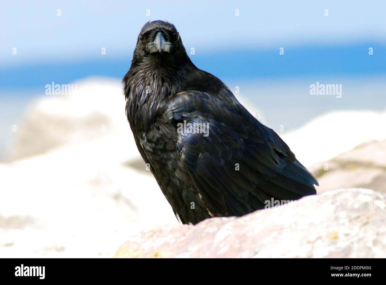 Nahaufnahme eines Raben (Corvus corax) auf einem Felsen. AKA der westliche Rabe oder der nördliche Rabe, auf Unterartenebene. Ein Vogel der nördlichen Hemisphäre. Stockfoto