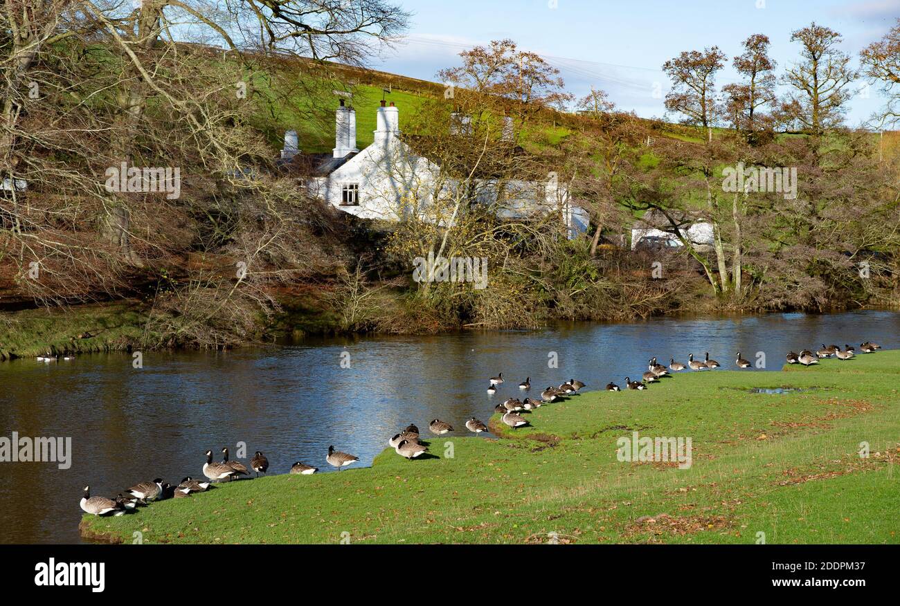 Kanadagänse und der Fluss Bela, Milnthorpe, Cumbria. VEREINIGTES KÖNIGREICH Stockfoto