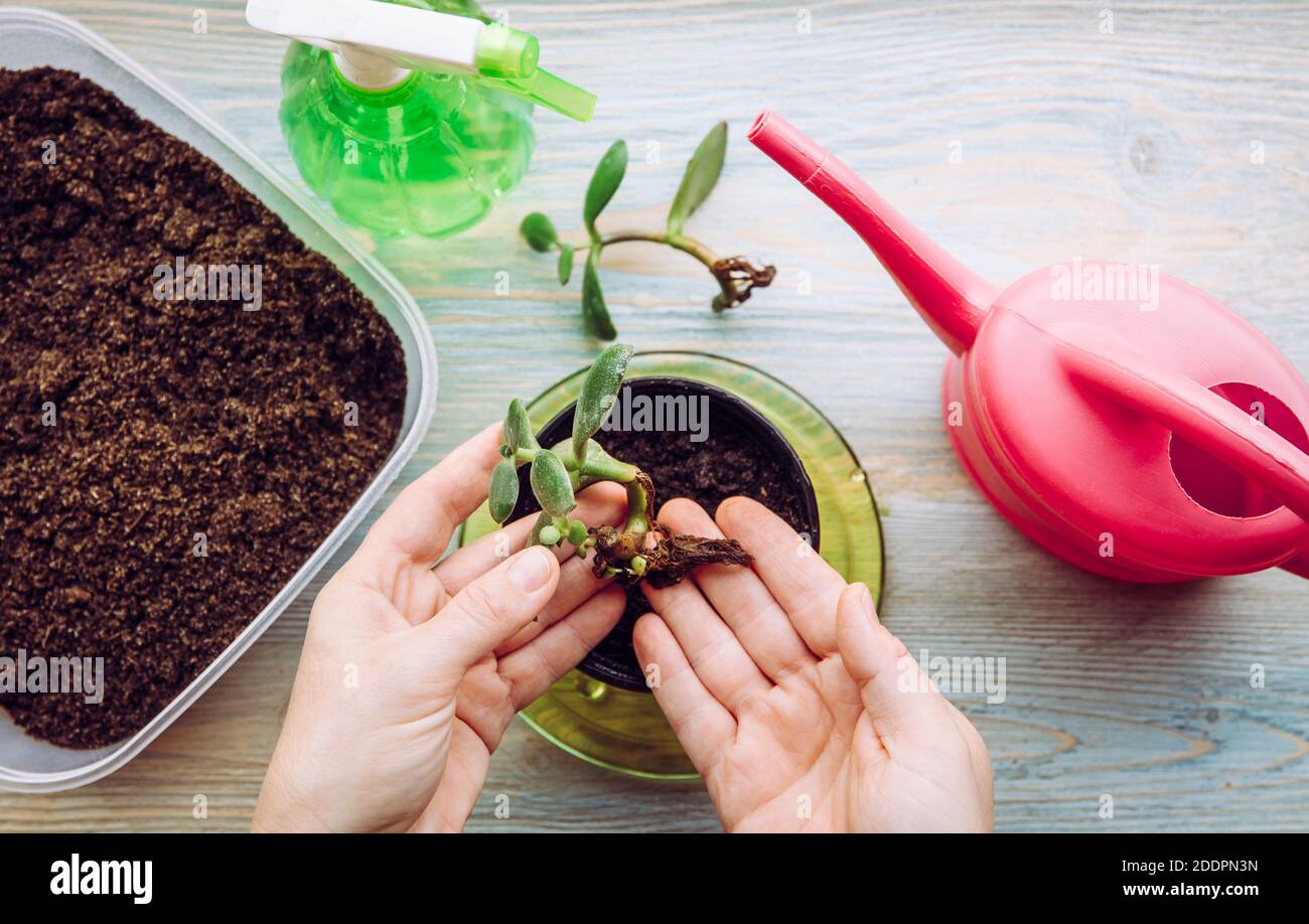 Person, die Crassula ovata, Jadepflanze, Glückspflanze, Geldpflanze oder Geldbaum aus Stück wächst und pflanzt. Houseplant Ausbreitung Hobby Konzept. Stockfoto