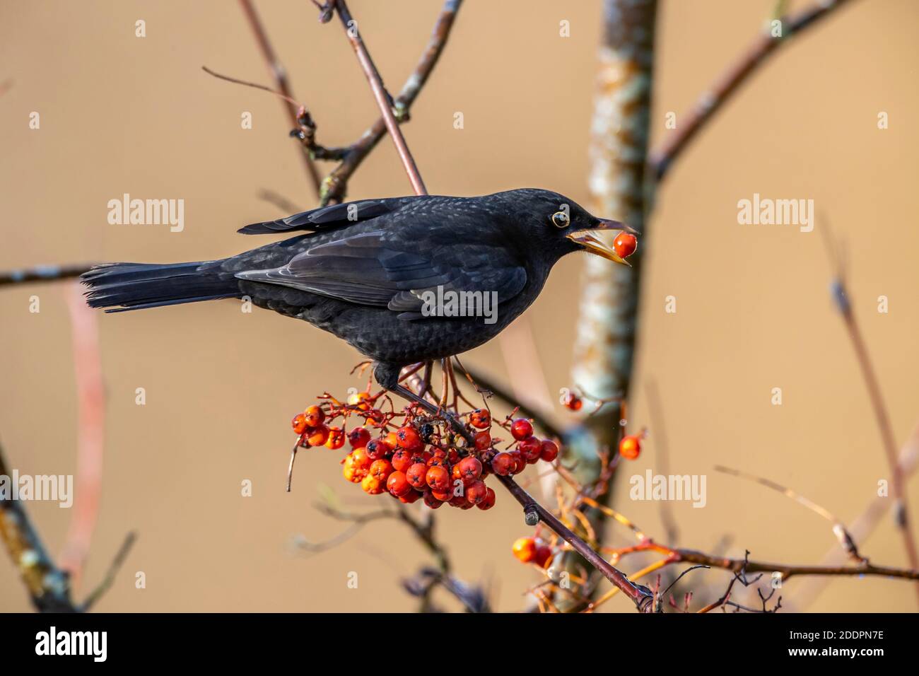 Northampton, Großbritannien, 26. November 2020. Der Schwarzvogel Turdus merula (Turdidae) ernährt sich von gewachsenen Beeren in einem Garten in der Nähe des Abington Park. Kredit: K J Smith./Alamy Live Nachrichten Stockfoto