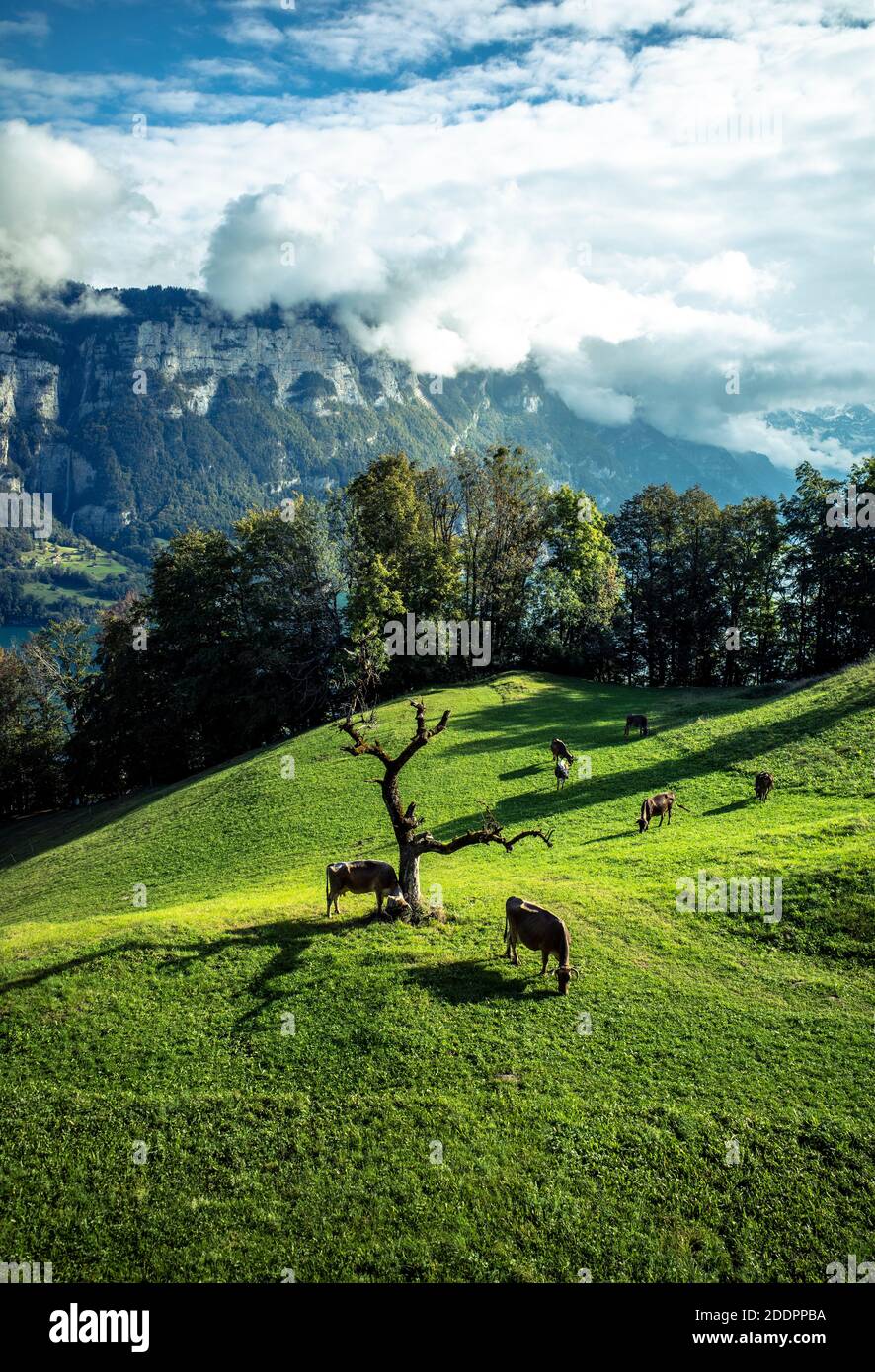 Berglandschaft mit Kühen auf der Wiese Stockfoto