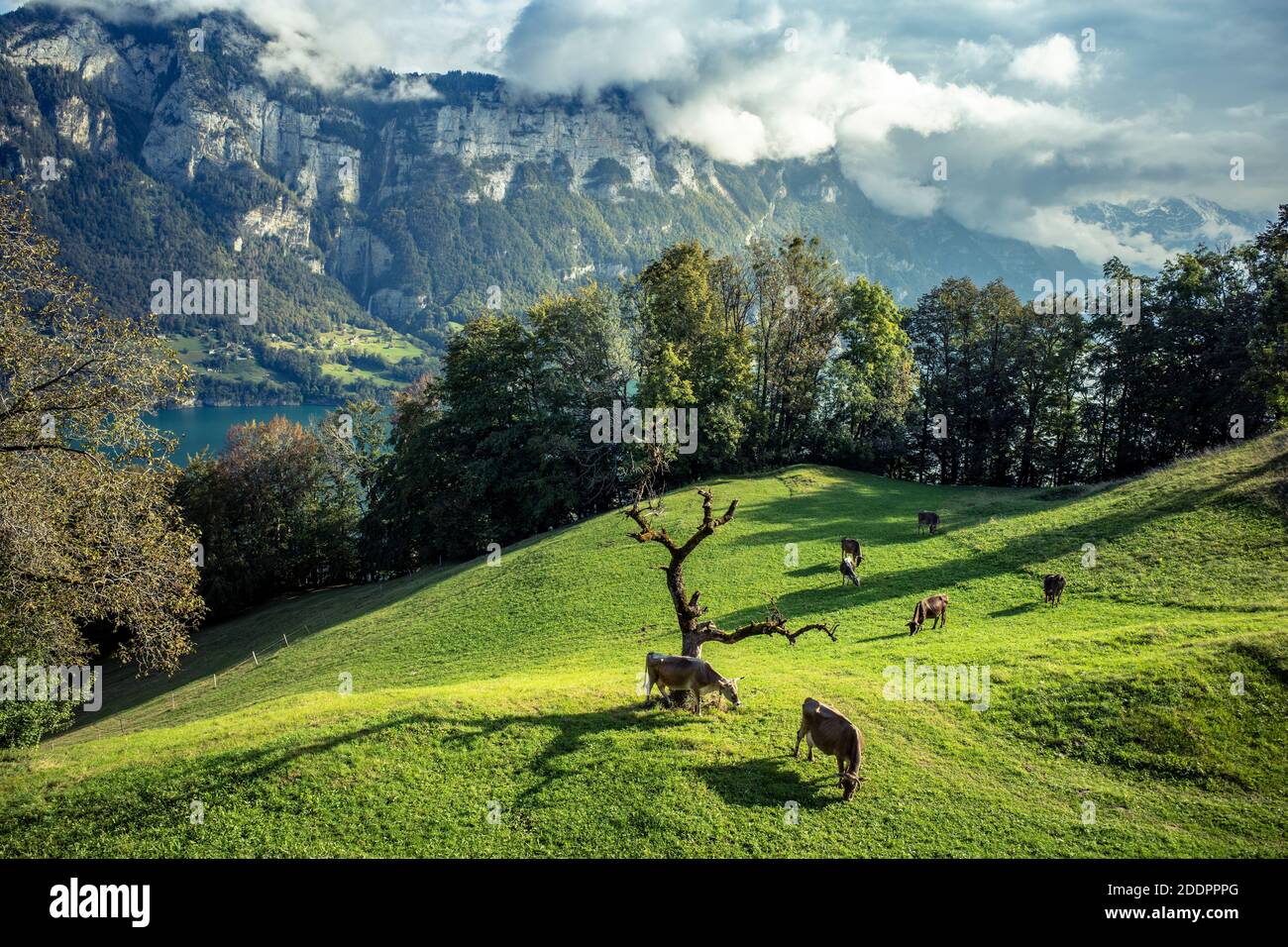 Berglandschaft mit Kühen auf der Wiese Stockfoto
