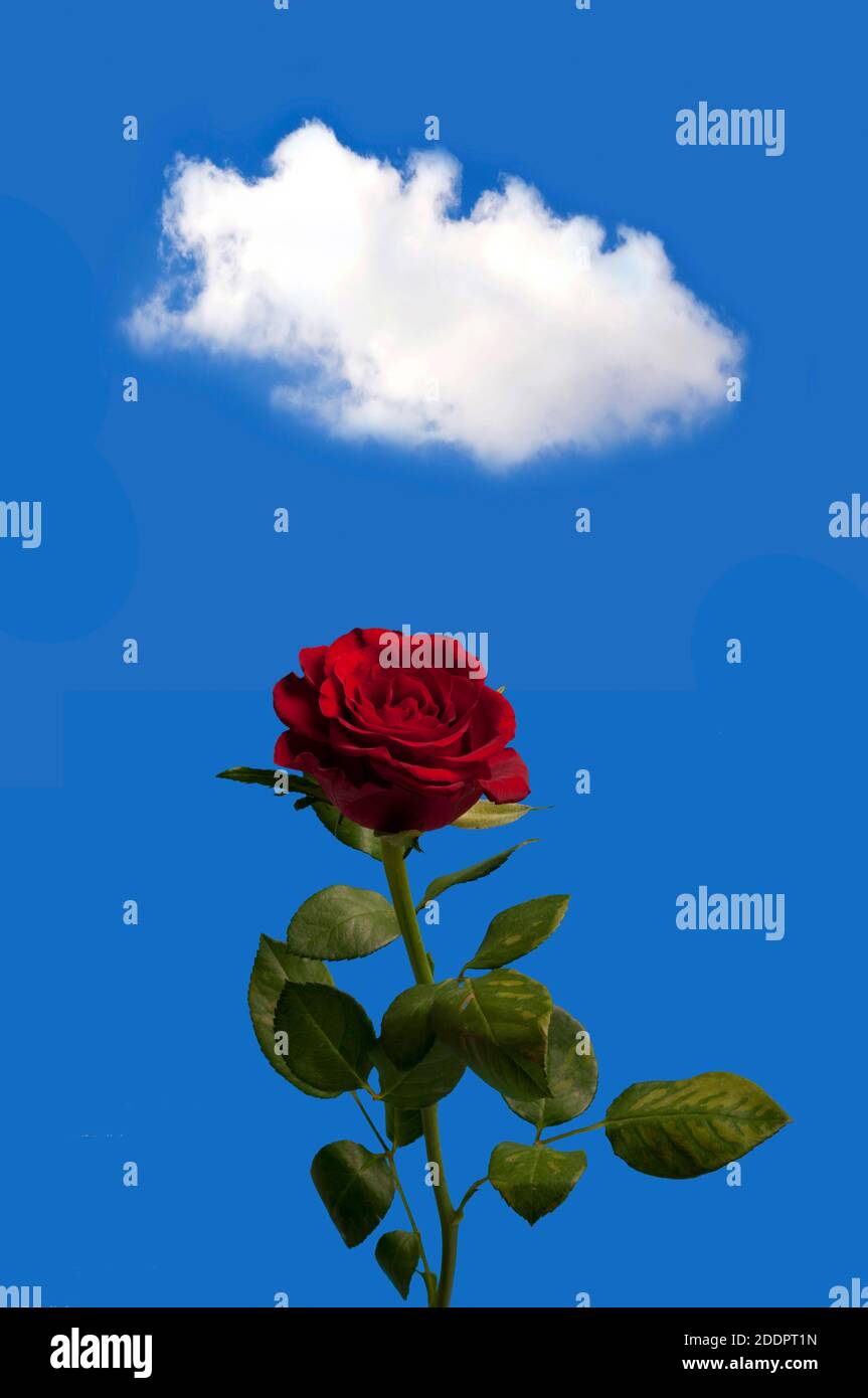 Rote Rose steht auf einem blauen sauberen Himmel mit einem Geschwollene weiße Wolke oben Stockfoto