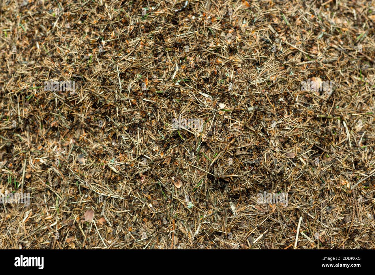 Waldanthill mit Ameisen Makroschießen Stockfoto