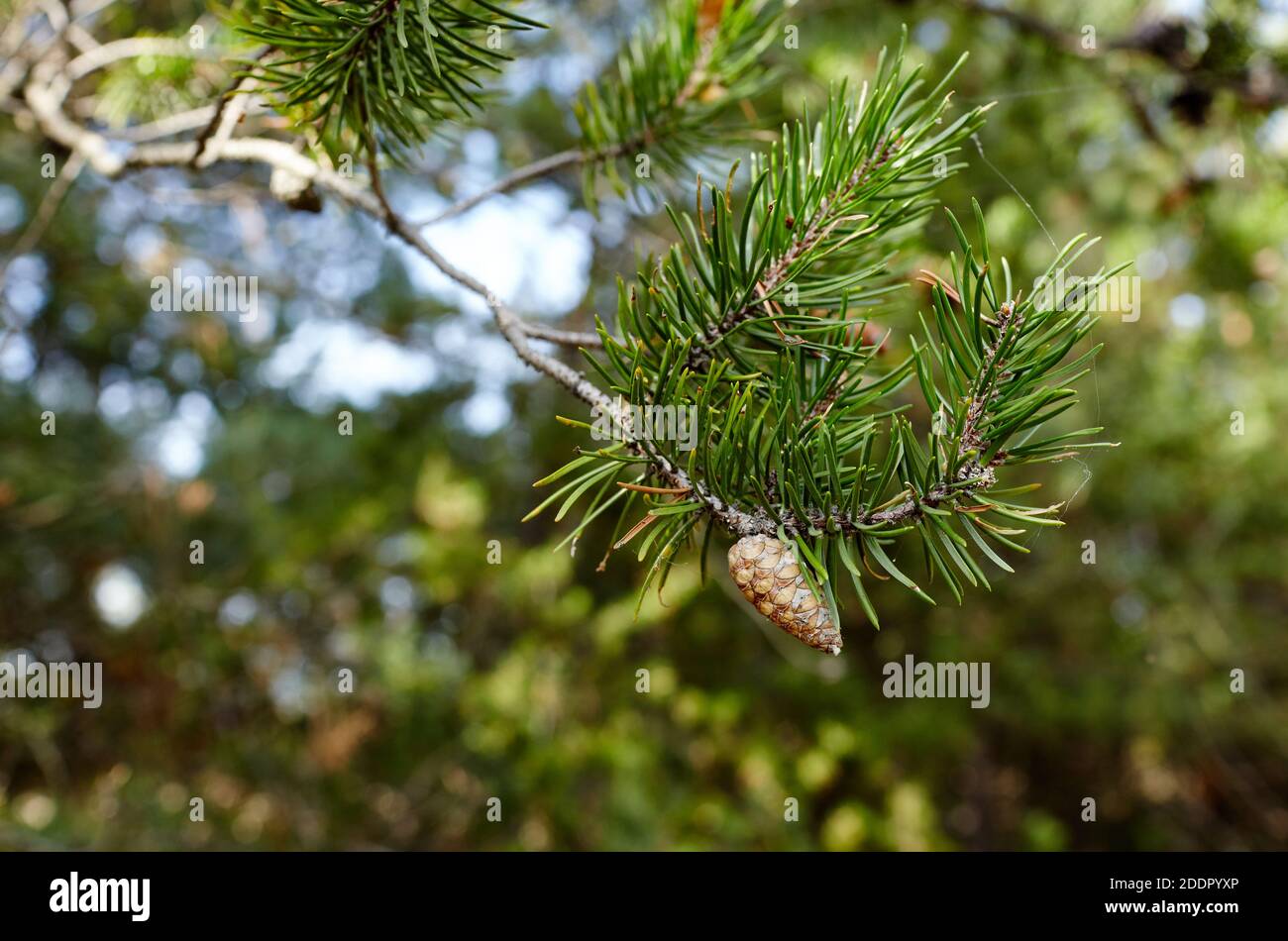 Kiefernzweig mit reifen Zapfen im Wald. Schöner Fichtenzweig mit Nadeln. Weihnachtsbaum in der Natur Stockfoto