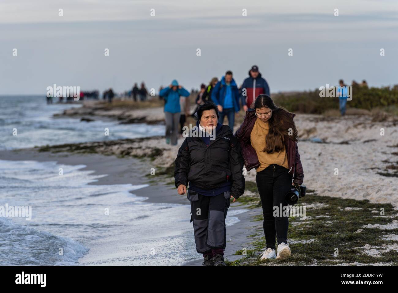 Falsterbo, Schweden - 15. November 2020: Die Menschen wandern in einem Naturschutzgebiet, um eine Seehundkolonie zu sehen. Viele genießen die Natur und halten soziale Distanz während der Corona-Zeiten Stockfoto